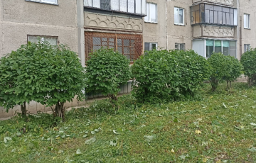 Скос травы и обрезка кустов